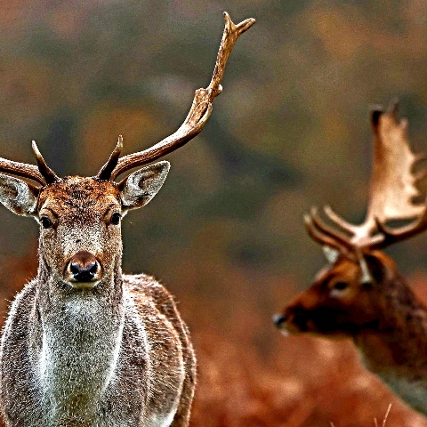 
Zombie deer disease: वैज्ञानिकों ने दी ये खतरनाक चेतावनी, जाने लक्षण और उपचार 

